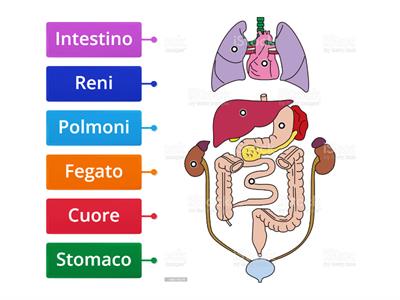 Gli organi interni