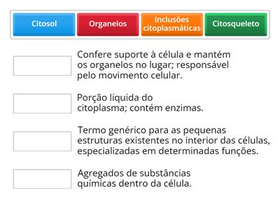 Citoplasma