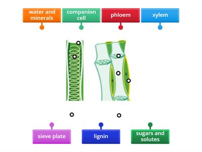 N5 2.5  Xylem and Phloem Structure 