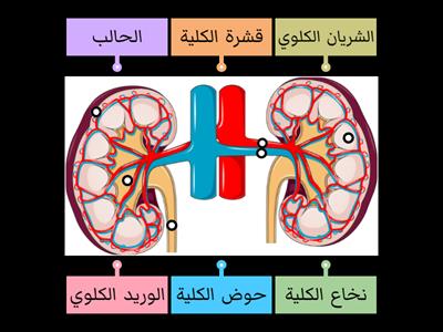 تركيب الكلية 