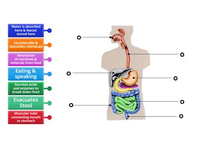 Functions of the Digestive System