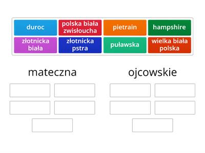 rasy świn - grupy ras trzody chlewnej