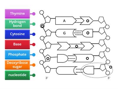 1.3 N5 Bio DNA structure Labelled Diagram
