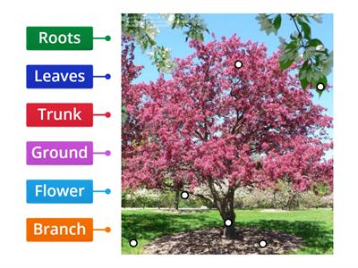 Label The Flowering Tree