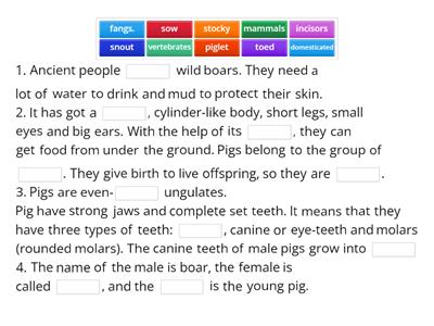Science Book 5/Domesticated pig