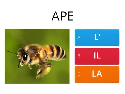 ARTICOLI DETERMINATIVI SINGOLARI CON ANIMALI