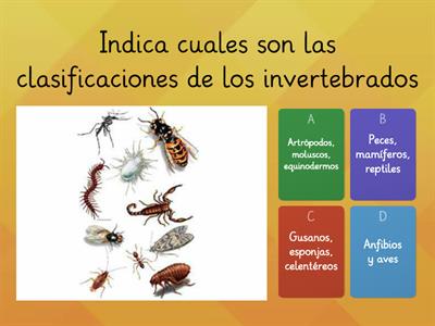 Clasificación de animales invertebrados