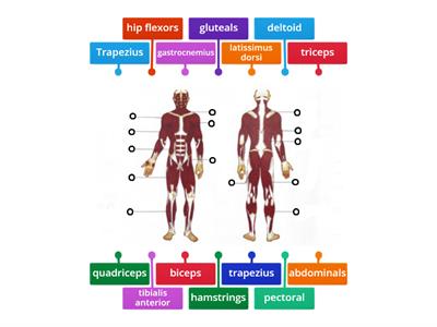 muscles test PE