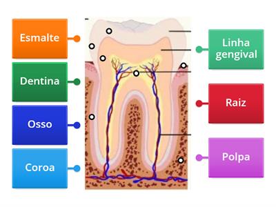 Anatomia do Dente