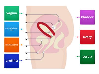 female reproductive system side view