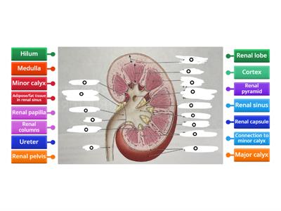 Medical Assisting 2: Urinary System | Parts of a Kidney