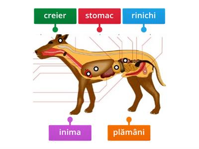 Organe interne ale câinelui