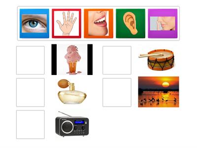 Relaciono el organo del sentido que me permite percibir el objeto presentado.