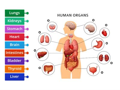 Look, Drag and Match! - Human organs edition