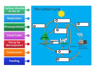 Carbon Cycle