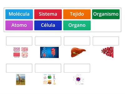 Niveles de Organización