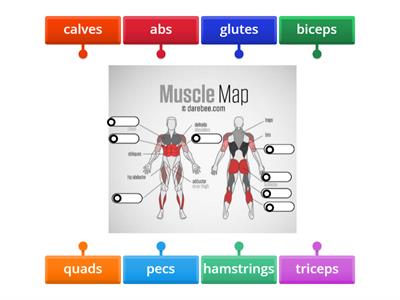 Muscle groups