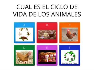CICLO DE VIDA DE LOS ANIMALES
