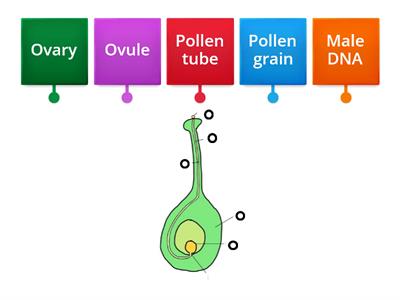 Fertilisation in flowering plants