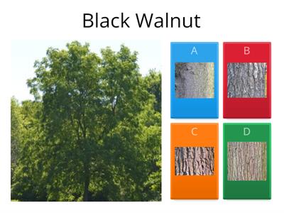 Who's Bark Is This? An Ontario Tree Quiz!
