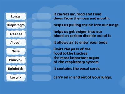 respiratory system