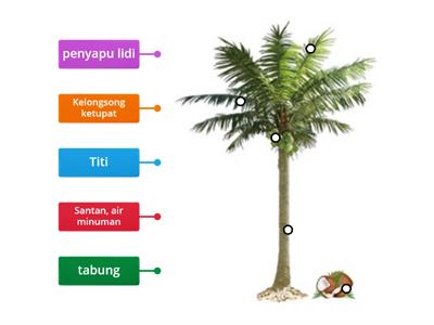 Kegunaan Pokok Kelapa