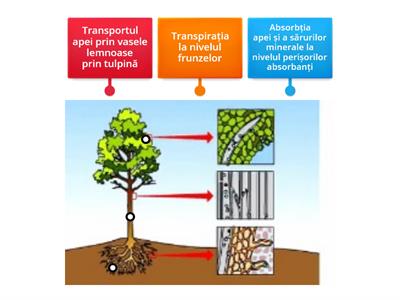 Absorbția apei și a sărurilor minerale la plante