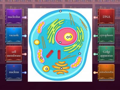 Animal cell structure