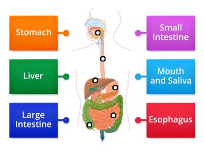  Digestive system