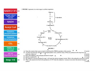 Two main stages of cellular respiration 