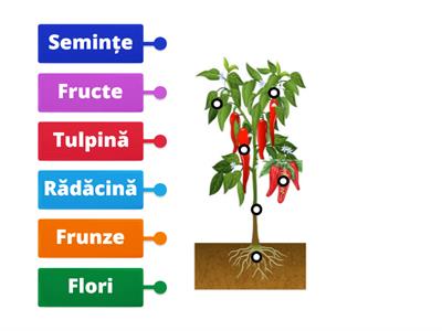 Părțile componente ale unei plante