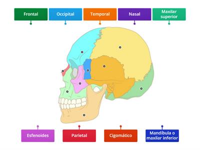 Huesos del cráneo y la cara