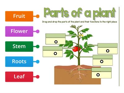 Parts of plants. 