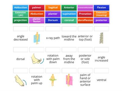 Anatomical Terminology 