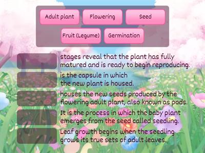 Plant life cycle