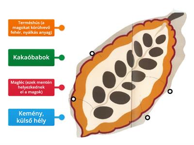 A kakaógyümölcs felépítése és a magok