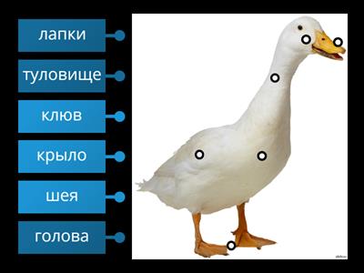 Домашние птицы и их птенцы - Части тела  - Гусь