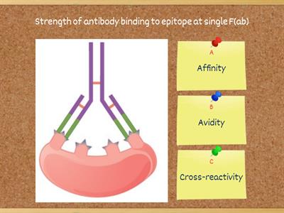 Antigen-antibody interaction