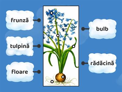 Descrierea unei flori (zambila)