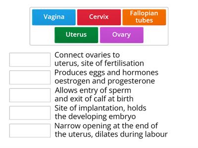 Cow reproductive system - functions