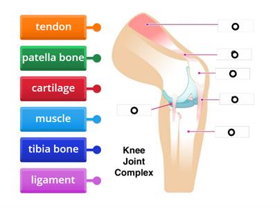 Musculoskeletal systems - Knee Joint Complex