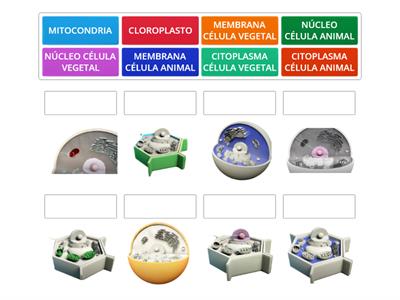 IDENTIFICACIÓN ESTRUCTURAS CELULARES. PAREJAS