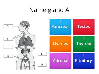 Endocrine system