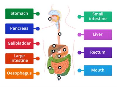 Digestive System (label diagram)