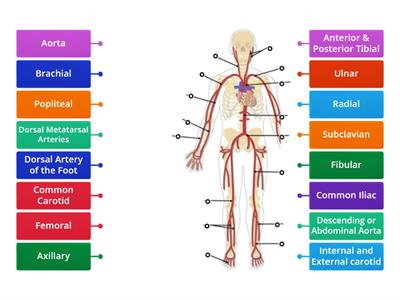 Major Systemic Arteries 