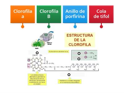 Estructura de la clorofila 