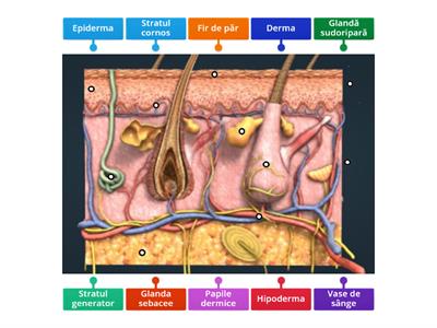 Anatomia pielii
