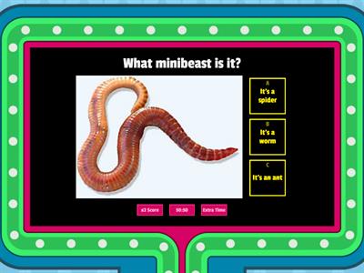 Minibeasts Vocabulary