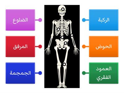ما أسماء العظام الرئيسة في الهيكل العظمي