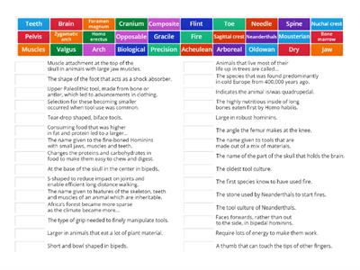 Human Evolution: Key Words